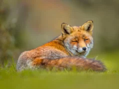 Необычное партнерство: связь между людьми и вымершей лисой в Аргентинской Патагонии