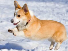 Корги: особенности породы и рекомендации по уходу