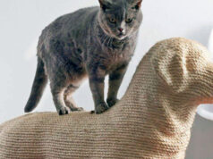 Необходимость когтеточки для кота