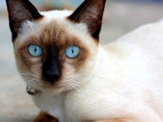Сиамская кошка: особенности породы, фотографии и уход за ней