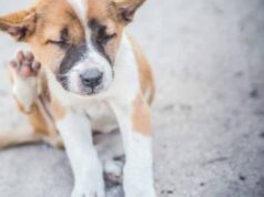 Эффективные препараты для борьбы с блохами у собак