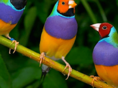 Декоративные птицы для дома: как выбрать крылатого питомца