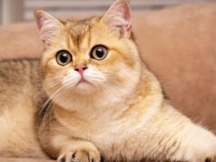 Золотистая шиншилла: описание и фото рыжей породы кошек