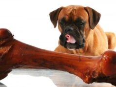 С какого возраста щенкам можно давать кости из жил