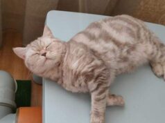 Отек легких у кошек: опасности и рекомендации по лечению