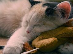 Как успокоить кота при нервозности