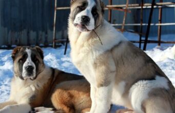 Алабай — надежный защитник и друг человека