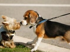 Первая течка у собаки: что нужно знать