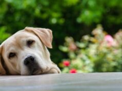 Собаку тошнит: причины и что делать?