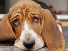 Воспаление параанальных желез у собаки: как определить и куда обратиться