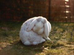 Почему кролики рычат и кусаются