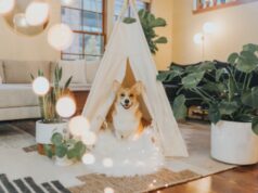 Как отучить собаку гавкать, когда она одна дома