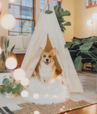 Как отучить собаку гавкать, когда она одна дома