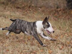 Сколько живут бультерьеры? Средняя продолжительность жизни бультерьера