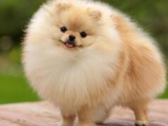 Померанский шпиц: все, что нужно знать о питомце