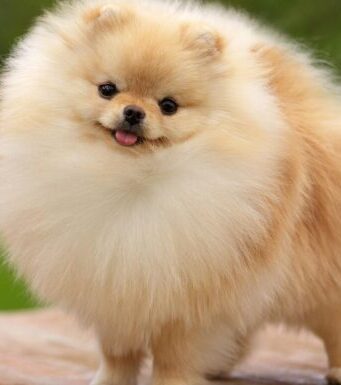 Померанский шпиц: все, что нужно знать о питомце