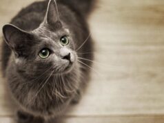 Нибелунг — спокойная и пушистая порода кошек