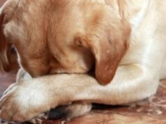 Воспаление петли у собаки: фото, причины, лечение