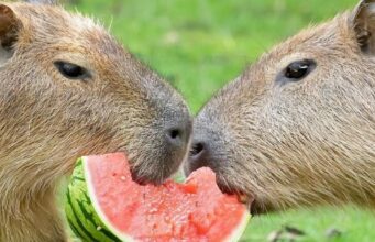 Капибара: все о дружелюбном экзотическом грызуне