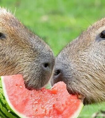 Капибара: все о дружелюбном экзотическом грызуне