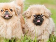 Пекинес: маленькая и пушистая собака с царственными манерами