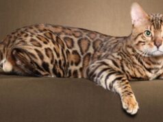 Бенгальская кошка: домашняя порода с диким окрасом
