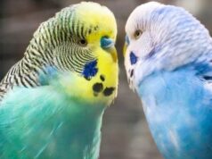 Уход за волнистым попугаем: советы для начинающего владельца