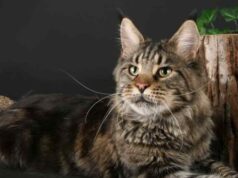 Мейн-кун: всё об экзотической породе кошек