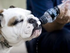 Собака стала много пить: причины и возможные риски