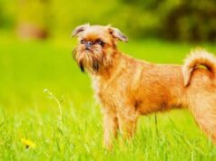 Брахицефальные породы собак: признаки и особенности их содержания