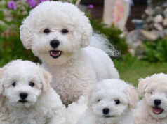 Бишон-фризе: описание и фотографии декоративной породы собак