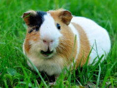 Рекомендации по питанию морских свинок