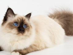 Бирманская кошка: описание породы, фотографии и уход за ней