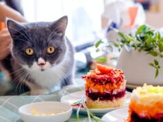 Сколько раз в день следует кормить котенка