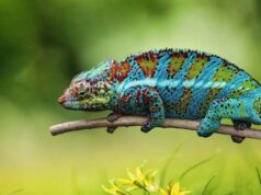 Виды домашних ящериц как экзотические питомцы