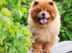 Чау-чау: описание породы собак и рекомендации по уходу