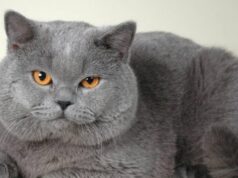 Британские кошки: характеристики и уход за короткошерстными представителями породы