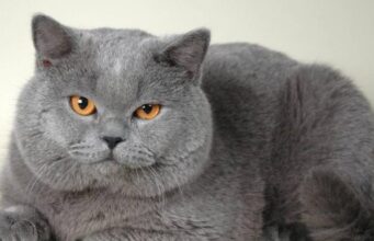 Британские кошки: характеристики и уход за короткошерстными представителями породы