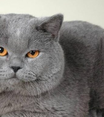 Британские кошки: характеристики и уход за короткошерстными представителями породы