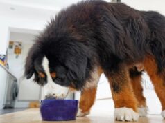 Почему ветеринары рекомендуют комбинированное кормление сухим и влажным кормом для собак