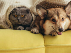 Как наладить дружбу между котом и собакой: несколько советов