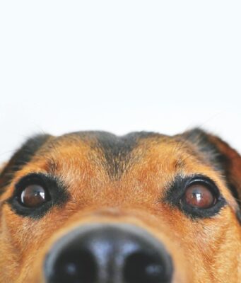 Холистические корма для собак: что это и какие их особенности