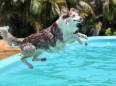 Какие собаки не умеют плавать