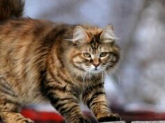 Бобтейл: описание породы кошек и фотографии питомцев