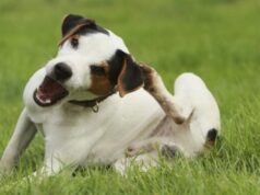 Способы снятия зуда у собак при аллергии