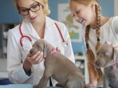 Дирофиляриоз у собак: симптомы, последствия и методы лечения