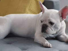 Собака рвет с пеной у рта: первая помощь