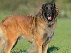 Леонбергер: фото и описание породы