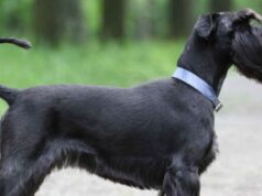 Ризеншнауцер: описание породы и фотогалерея