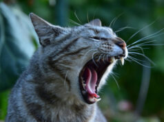 Почему кот кусает за руку и как отучить его от этого